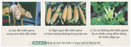 Quan sát Hình 41.2, cho biết thể đột biến nào có lợi, thể đột biến nào không có lợi đối với con người