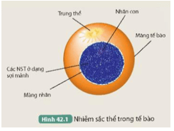 Đọc thông tin trên kết hợp quan sát Hình 42.1, trả lời các câu hỏi sau