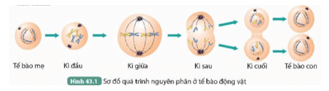 Đọc thông tin trên kết hợp quan sát Hình 43.1, thực hiện các yêu cầu sau