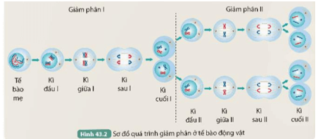 Quan sát Hình 43.2 và thực hiện các yêu cầu sau: Cho biết từ một tế bào mẹ