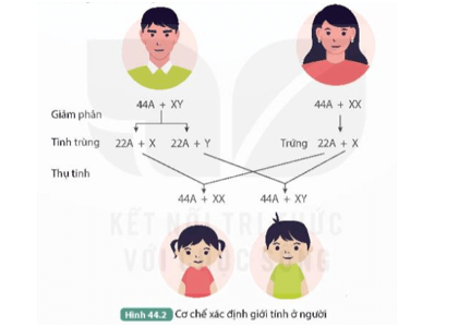 Quan sát Hình 44.2 và đọc thông tin trên, thực hiện các yêu cầu sau