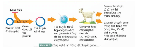 Quan sát Hình 48.2, mô tả quá trình tạo động vật chuyển gene