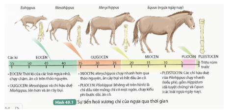 Quan sát Hình 49.1, thực hiện các yêu cầu sau