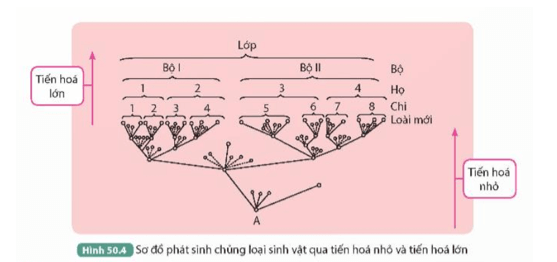 Quan sát Hình 50.4, mô tả sự hình thành các đơn vị phân loại