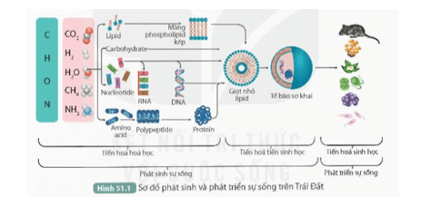 Quan sát Hình 51.1, trả lời các câu hỏi sau