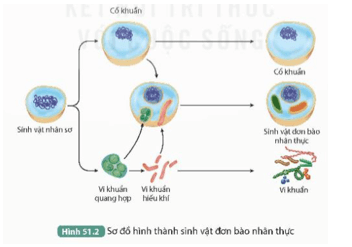 Quan sát Hình 51.2, trình bày sự xuất hiện cơ thể đơn bào nhân thực