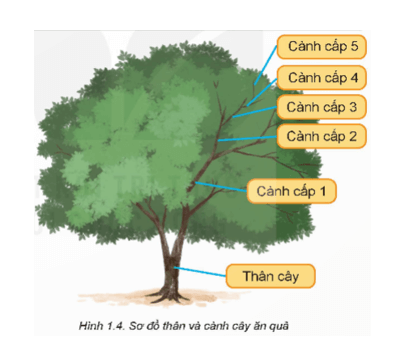 Quan sát Hình 1.4 và nêu đặc điểm thân, cành của cây ăn quả