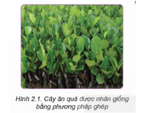 Cây mít thường được nhân giống bằng phương pháp ghép (Hình 2.1)