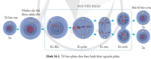 Quan sát hình 36.1 và 36.2, phân biệt nguyên phân và giảm phân theo gợi ý trong bảng 36.1