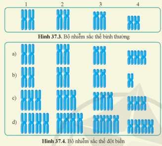 Quan sát hình 37.3, 37.4, nêu tên loại đột biến được thể hiện ở mỗi trường hợp trong hình 37.4