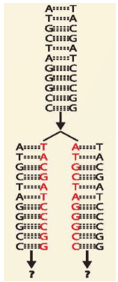 Hình bên minh họa kết quả tái bản của một đoạn phân tử DNA. Hãy vẽ hình minh họa