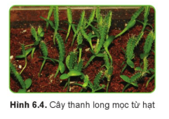 Cây thanh long mọc từ hạt (Hình 6.4) có đặc điểm gì khác cây giâm từ cành