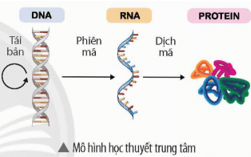 Hình bên là mô hình học thuyết trung tâm được Francis Crick đề xuất đầu tiên