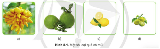 Em hãy cho biết tên của các loại quả có múi ở Hình 8.1 và tên của một số loại quả có mùi