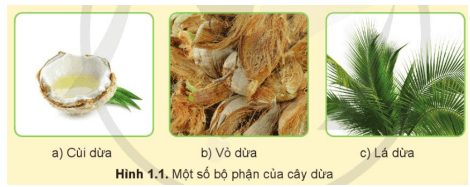 Hãy sắp xếp mỗi bộ phận của cây dừa trong Hình 1.1 tương ứng với mục đích sử dụng