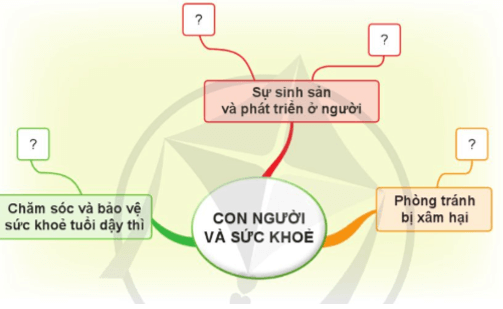 Khoa học lớp 5 Cánh diều Ôn tập chủ đề Con người và sức khỏe