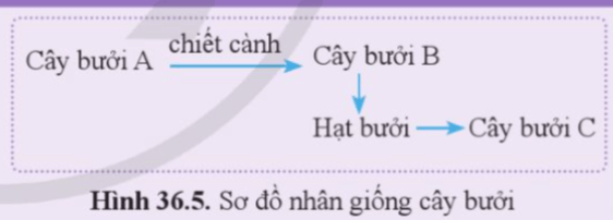 Quan sát hình 36.5, nêu cơ sở khoa học của phương pháp tạo ra cây bưởi B và C