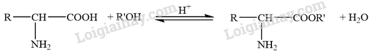 Giải SGK Hóa 12 Bài 7 (Chân trời sáng tạo): Amino acid và peptide (ảnh 6)