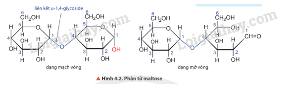 Giải SGK Hóa 12 Bài 4 (Chân trời sáng tạo): Saccharose và maltose (ảnh 2)