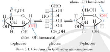 Giải Hóa 12 Bài 3 (Cánh diều): Giới thiệu về carbohydrate (ảnh 1)