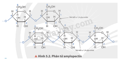 Giải SGK Hóa 12 Bài 5 (Chân trời sáng tạo): Tinh bột và cellulose (ảnh 1)