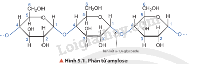 Giải SGK Hóa 12 Bài 5 (Chân trời sáng tạo): Tinh bột và cellulose (ảnh 2)