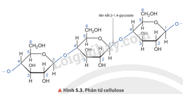 Giải SGK Hóa 12 Bài 5 (Chân trời sáng tạo): Tinh bột và cellulose (ảnh 3)