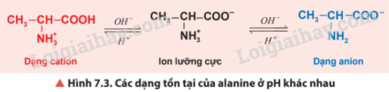 Giải SGK Hóa 12 Bài 7 (Chân trời sáng tạo): Amino acid và peptide (ảnh 5)